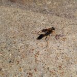Bee LG G4 Camera shot