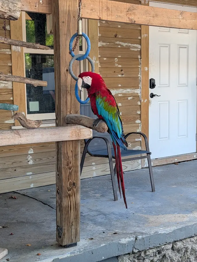 Macaw in Key West from Pixel 10 Pro XL
